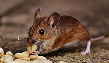 24 Hour & Emergency Exterminators in Tuppers Plns, OH